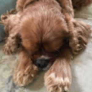 Meet your Posher, Lena